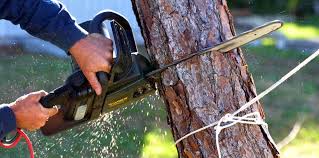 How Our Tree Care Process Works  in Burbank, IL